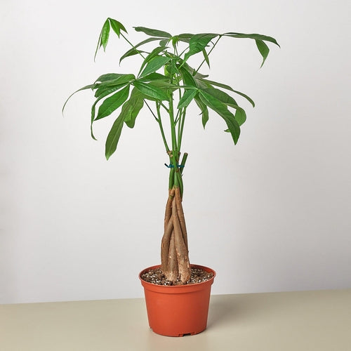 Braided Money Tree Indoor Plant – Pachira aquatica