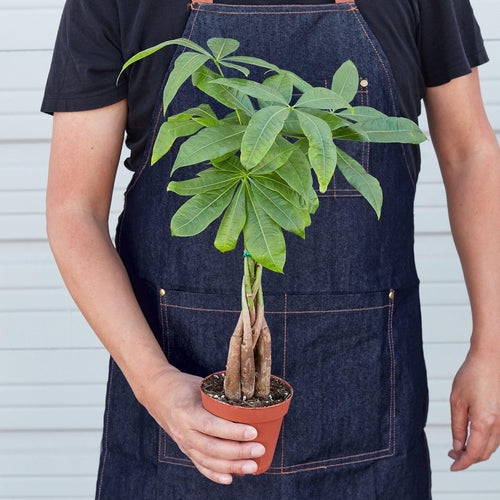 Braided Money Tree Indoor Plant – Pachira aquatica