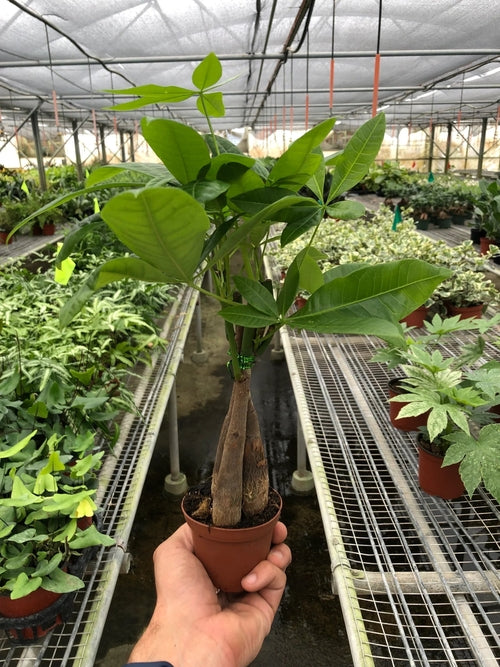 Braided Money Tree Indoor Plant – Pachira aquatica