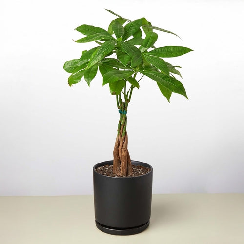 Braided Money Tree Indoor Plant – Pachira aquatica