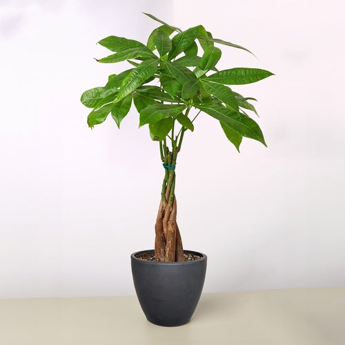 Braided Money Tree Indoor Plant – Pachira aquatica