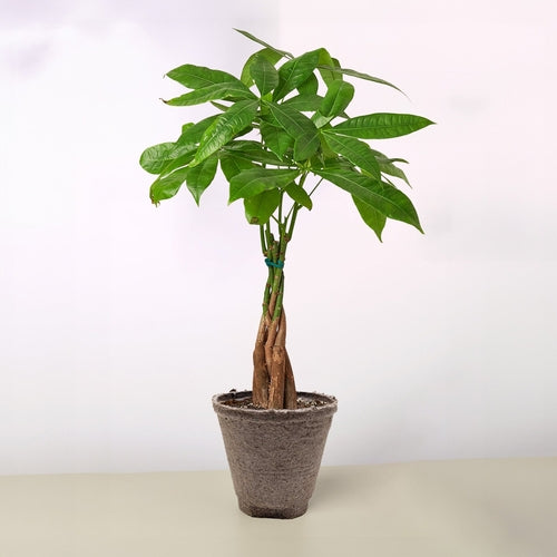Braided Money Tree Indoor Plant – Pachira aquatica