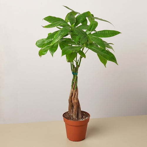 Braided Money Tree Indoor Plant – Pachira aquatica