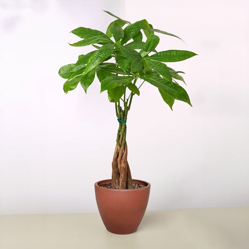 Braided Money Tree Indoor Plant – Pachira aquatica