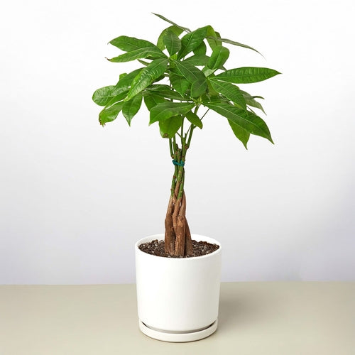 Braided Money Tree Indoor Plant – Pachira aquatica