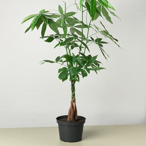 Braided Money Tree Indoor Plant – Pachira aquatica