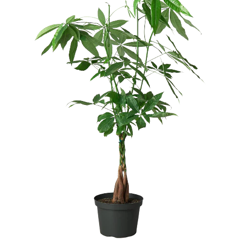Braided Money Tree Indoor Plant – Pachira aquatica