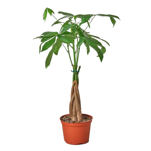 Braided Money Tree Indoor Plant – Pachira aquatica